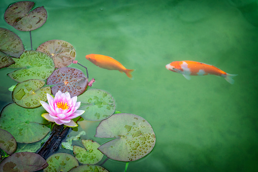 Pink Water lily and koi carp in garden pond.