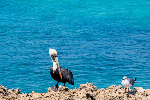 istock Pelican & Seagull on limestone (Aruba) 1166634911