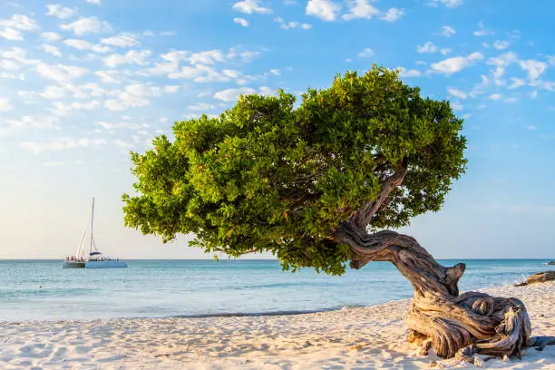 Photo of Aruba, Divi divi tree on Eagle Beach