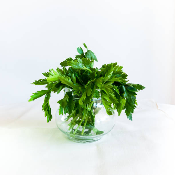 istock Fresh Parsley in a Glass on white Background 1166635136