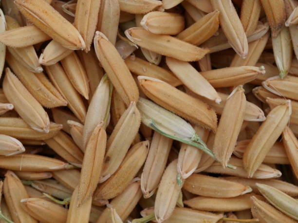 Dry Inflated Rice 490+ Rice Paddy Rice Dry Drying Stock Photos, Pictures & Royalty-Free ...