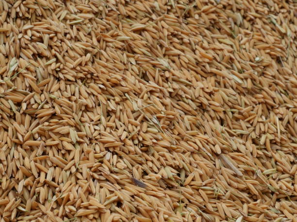 Dry rice grains in the background