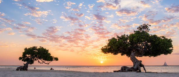 aruba, divi divi arbres sur eagle beach - sailing sailboat sunset aruba photos et images de collection