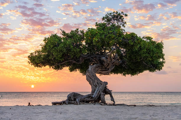 aruba, arbre divi divi sur eagle beach - sailing sailboat sunset aruba photos et images de collection