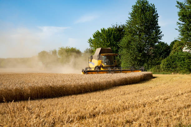 istock Harvester harvests wheat on a field 1166637941