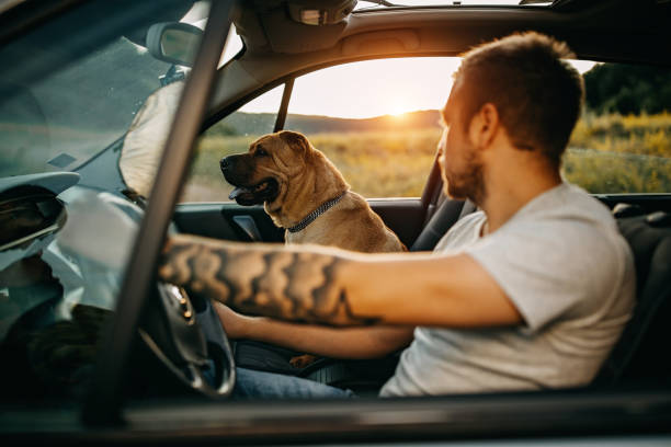 istock Spending day with dog in nature 1166639188