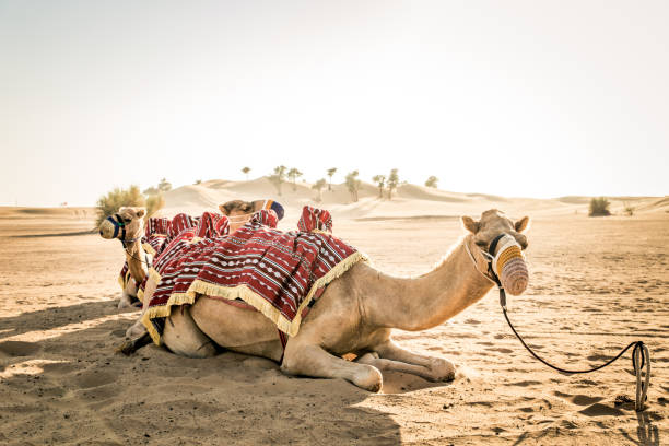 istock Camels in the desert 1166639235