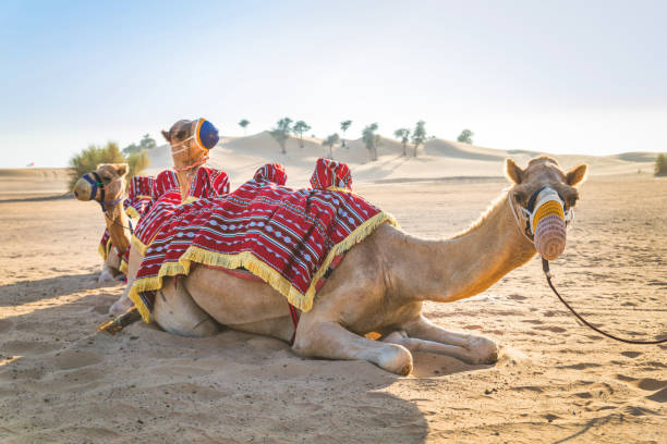 istock Camels in the desert 1166639247