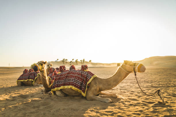 camellos en el desierto - traje de reina egipcia fotografías e imágenes de stock