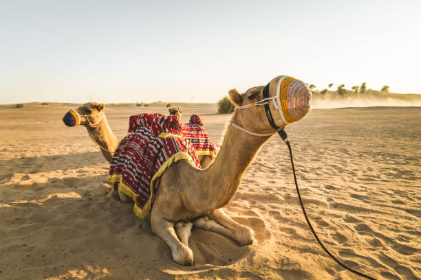 istock Camels in the desert 1166640736