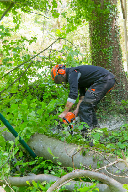 istock Lumberjack cutting a felled tree in pieces 1166641660