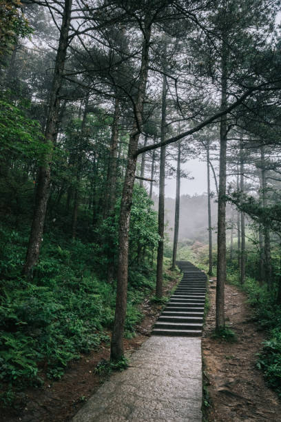 istock Path in forest in Mingyue Mountain, Jiangxi, China 1166642070