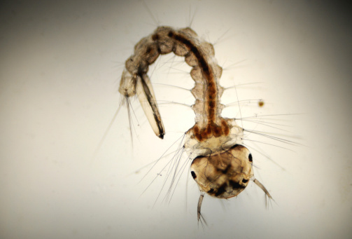 Photomicrograph of mosquito larva, Culex species. Live speciman. 4X, wet mount, transmitted light.