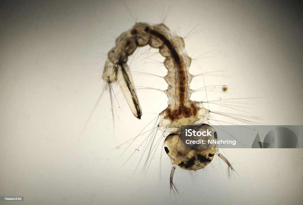 mosquito larva, pipiens, Culex Micrografia - Royalty-free Mosquito Foto de stock