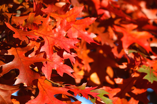Stock photo of bright green, yellow, orange and red autumn leaves of American oak tree / Northern red oak (quercus rubra) on branches glowing with fall colours against blue sky and sunshine, autumnal wallpaper background of red leaves falling to forest floor
