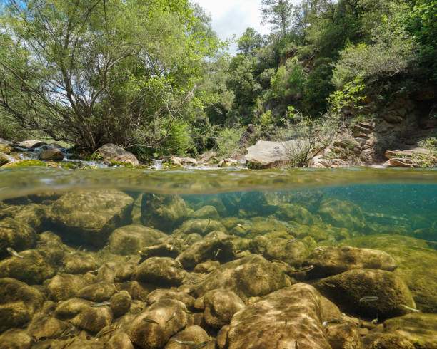 istock Wild river with rocks and fish underwater Spain 1166647632
