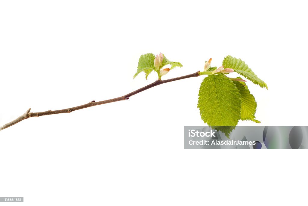 Leafburst Olmo - Foto de stock de Galho royalty-free