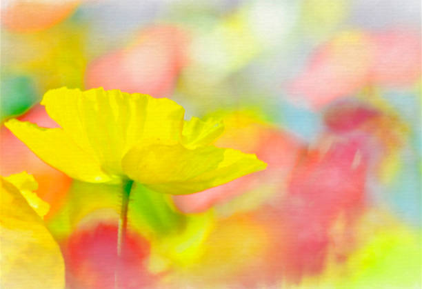 Flower in Ibaraki, Japan