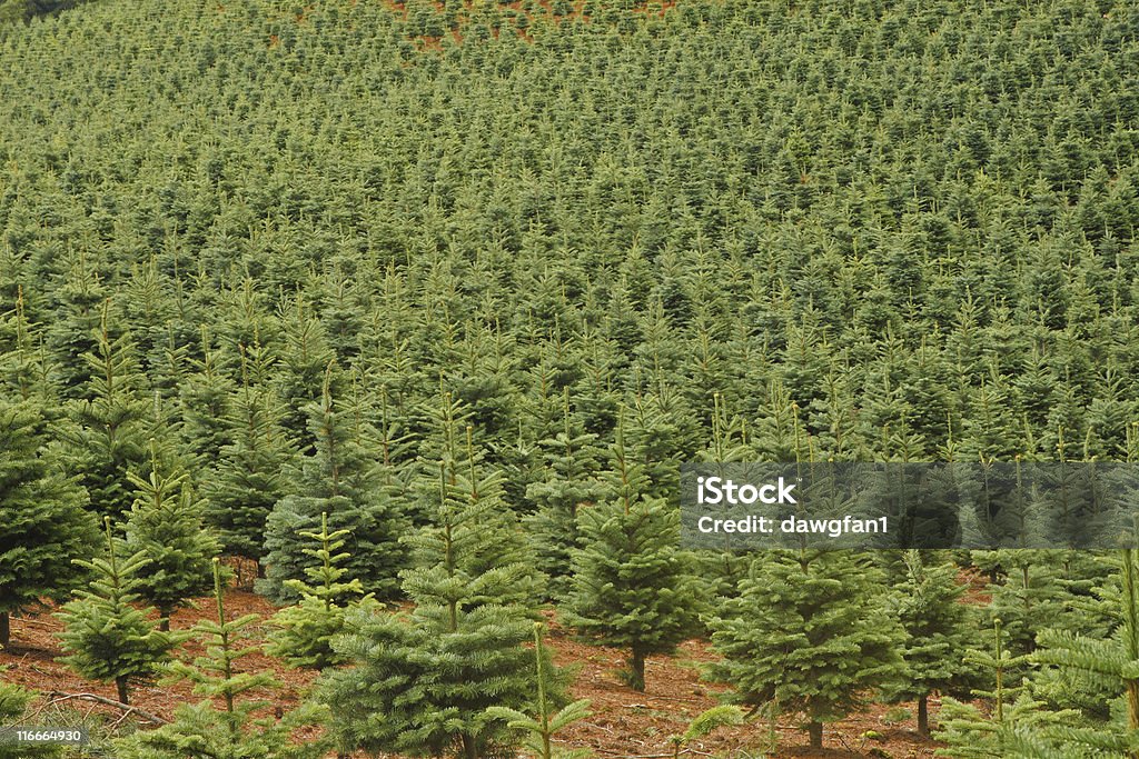 Alberi di Natale in crescita su farm in Oregon - Foto stock royalty-free di Albero