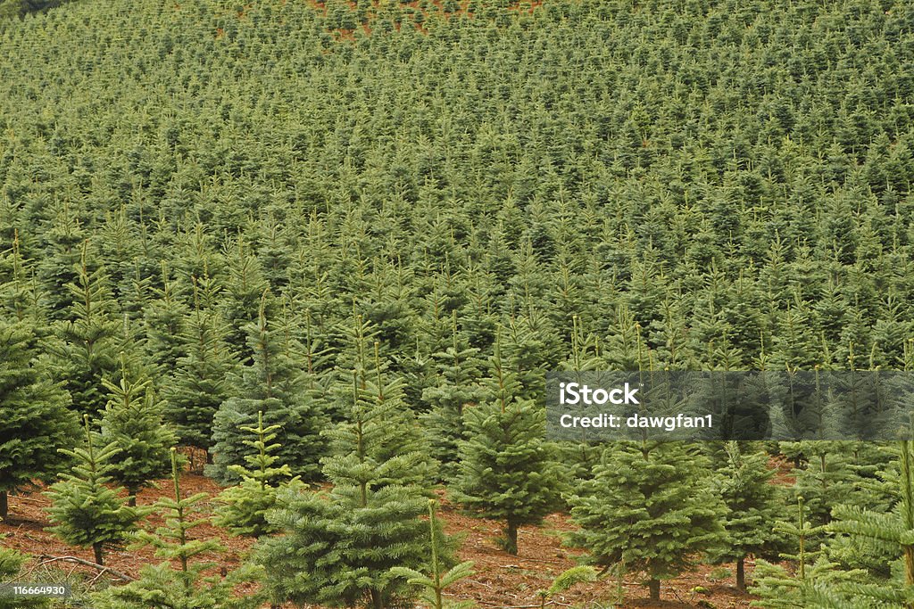 Christmas Trees growing on farm in Oregon Christmas Tree Farm in Central Oregon, USA. Green trees growing outdoors close together various sizes. Agricultural Field Stock Photo