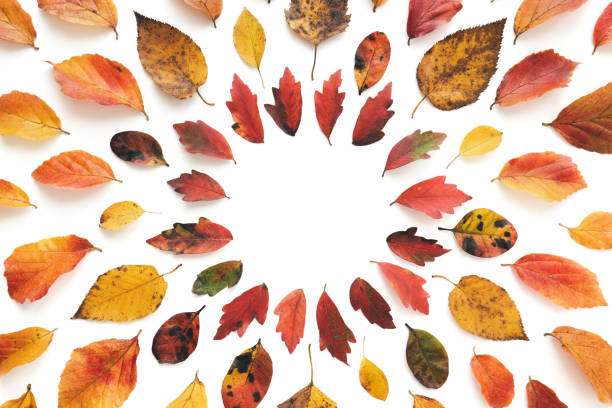 Frame made of colorful autumn leaves on white background. Flat lay. Copy space.