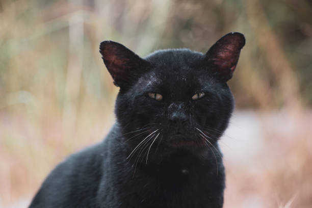 istock warrior black male stray cat 1166651104