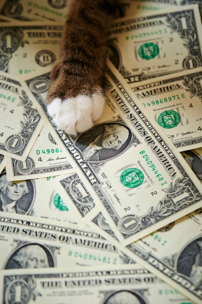 돈이 있는 고양이 손 - money cat 뉴스 사진 이미지