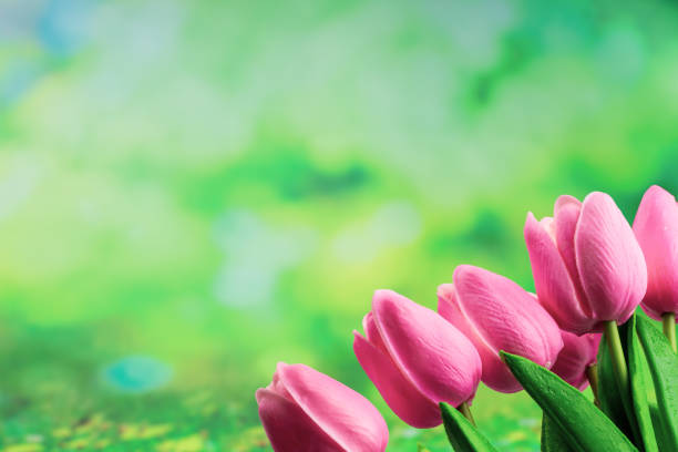 fresh pink tulips on green background