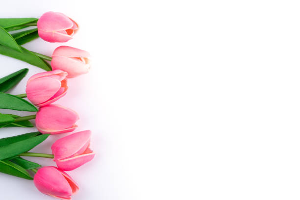 istock pink tulips on white background 1166651303