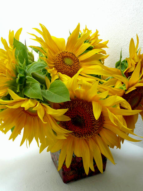 istock Summer sunflowers illuminate a room in Mallorca, Spain, 2016. 1166651941