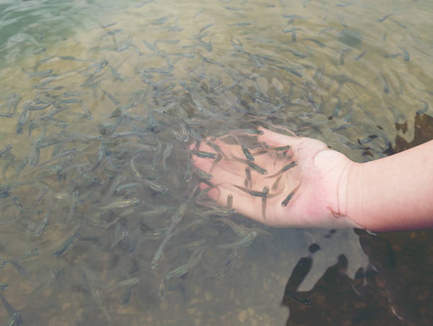 small fish around the child hand in water. healthy and spa travel in asia thailand.