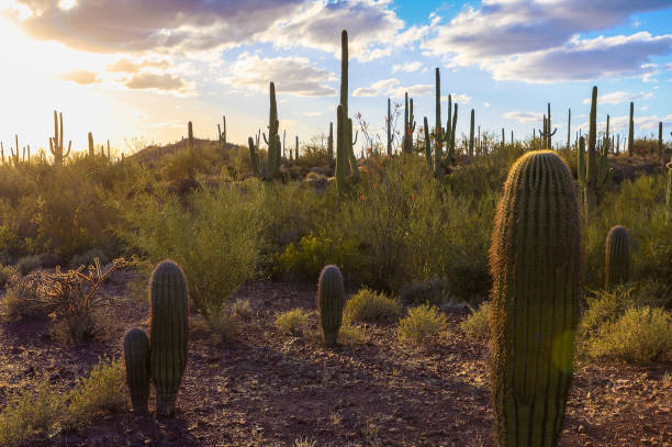 istock Saguaro National Park 1166653972