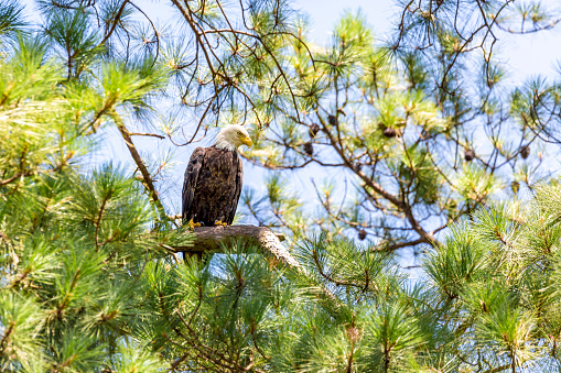 Bald Eagle (Haliaeetus leucocephalus) Perched In a Pine Tree