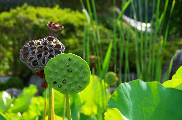 istock lotus flowers give a room after death 1166654511