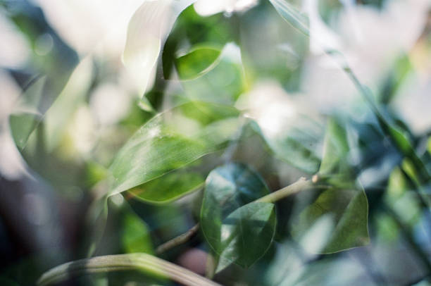 istock Natural green background with plant moldings 1166654908