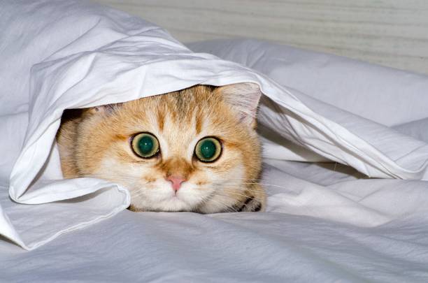 istock A charming British kitten hunts from under a white sheet, a predator's instinct for a pet. 1166656449