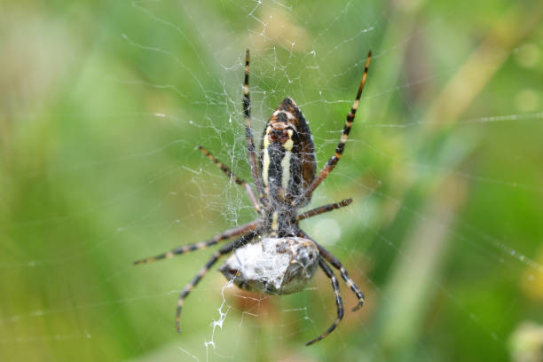 istock Wasp spider Wildlife macro on the green grass hunting 1166657409