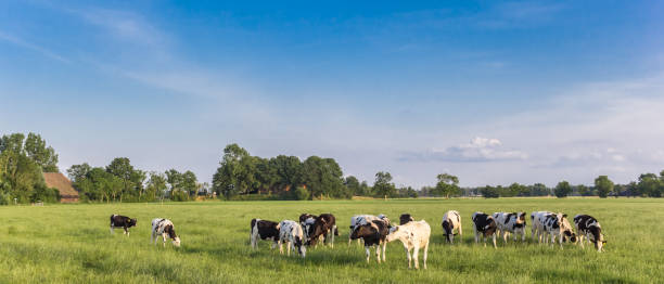istock Panorama of Holstein black and white cows in Groningen 1166658445