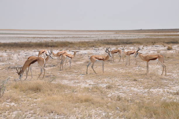 istock Springbok Antelope in Etosha national park 1166658475