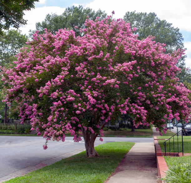 istock Virginia Crepe Myrtle 1166658479
