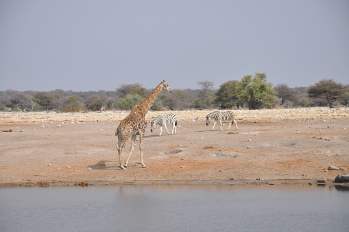 Landscape of Etosha National Park, Namibia