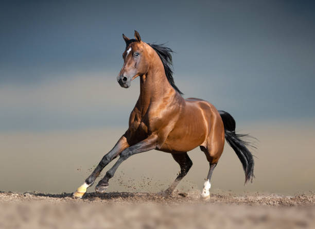 bay arabian horse running in desert bay arabian horse running in desert arabian horse photos stock pictures, royalty-free photos & images