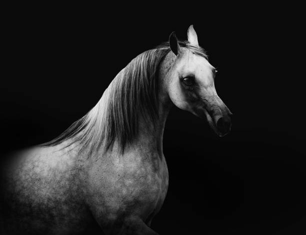 istock grey arabian horse portrait in low key 1166659092