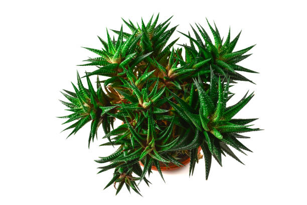 istock Home plant in a pot isolated on white. 1166659264