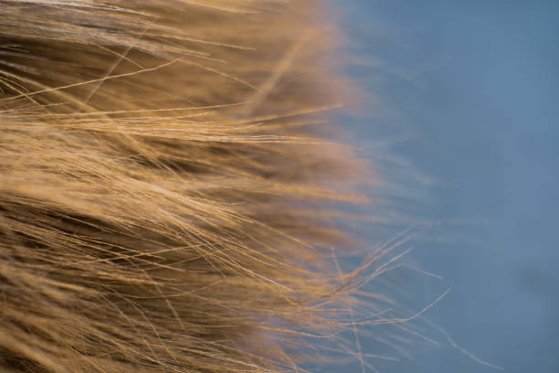 istock Thailand bamboo grass broom background Texture close up 1166659869
