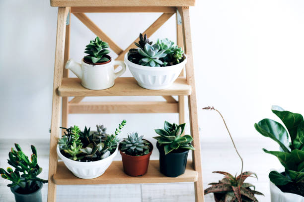 istock Folding ladder used as shelves for plants against white wall. 1166660322