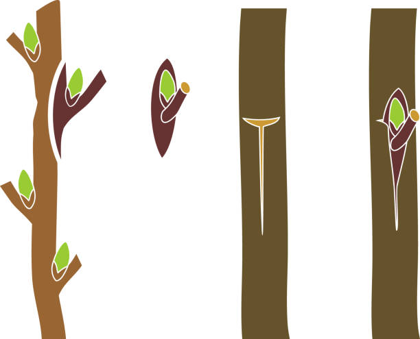 Splice Tree 50+ Splice Grafting Stock Photos, Pictures & Royalty-Free Images - iStock