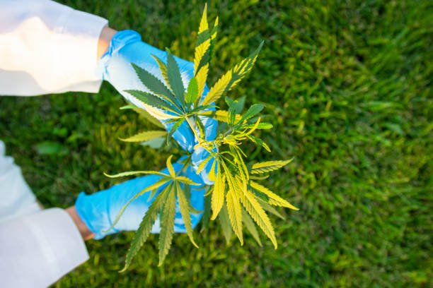 Woman hands in white coat and blue medical gloves holding green branch cannabis with five fingers leaves, marijuana for legalization medical oil hemp. Woman hands in white coat and blue medical gloves holding green branch cannabis with five fingers leaves, marijuana for legalization medical oil hemp hemp photos stock pictures, royalty-free photos & images