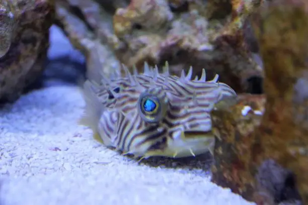 Striped pufferfish on sandy bottom.