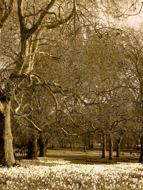 istock Spring days spent in Green Park, London 1166662690